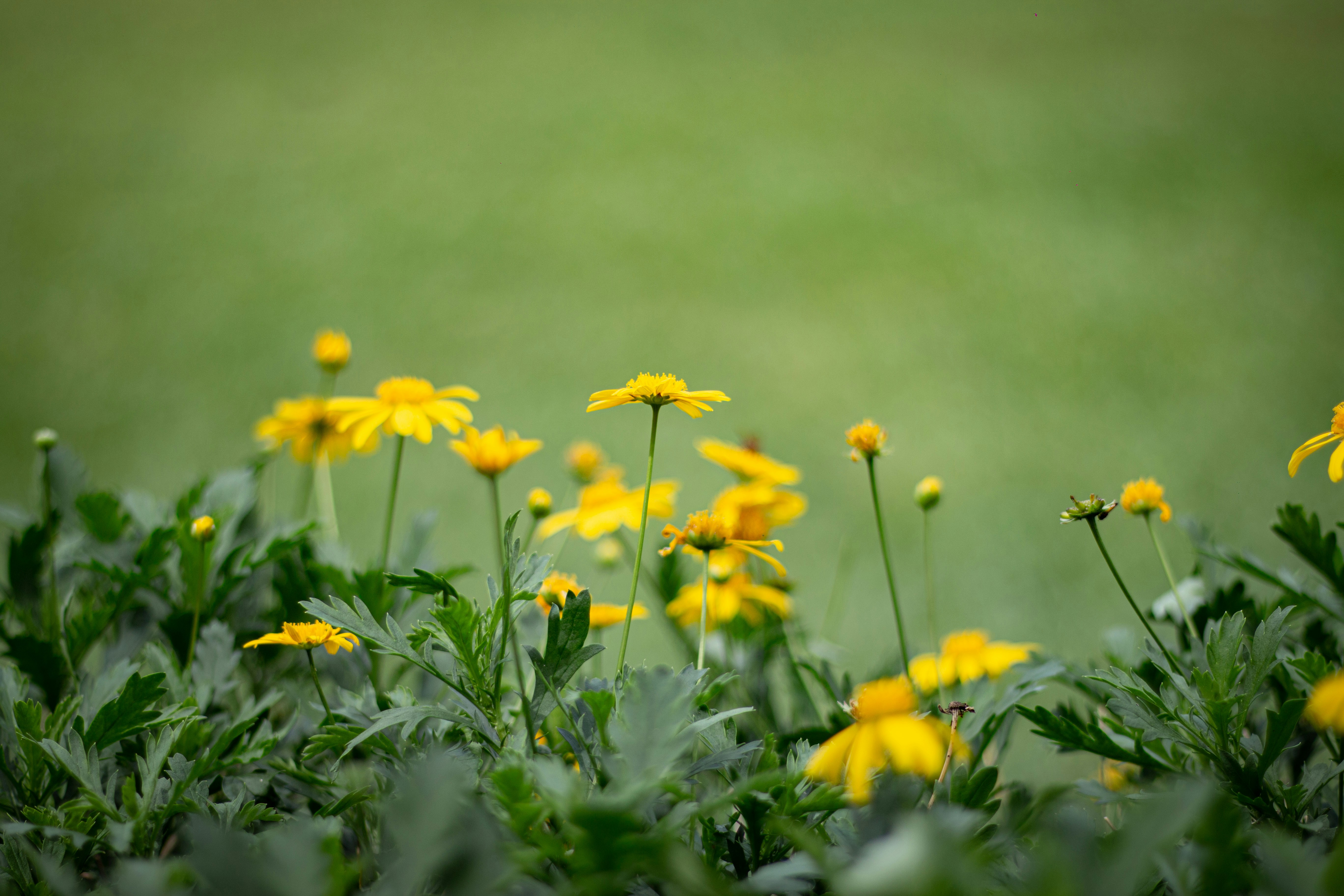 Photo by chathuraanuradha