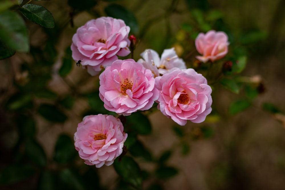 a group of pink flowers sitting on top of a bush