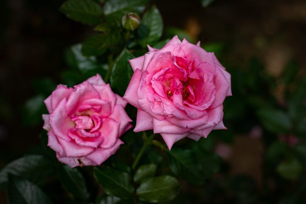 a close up of two pink roses on a bush