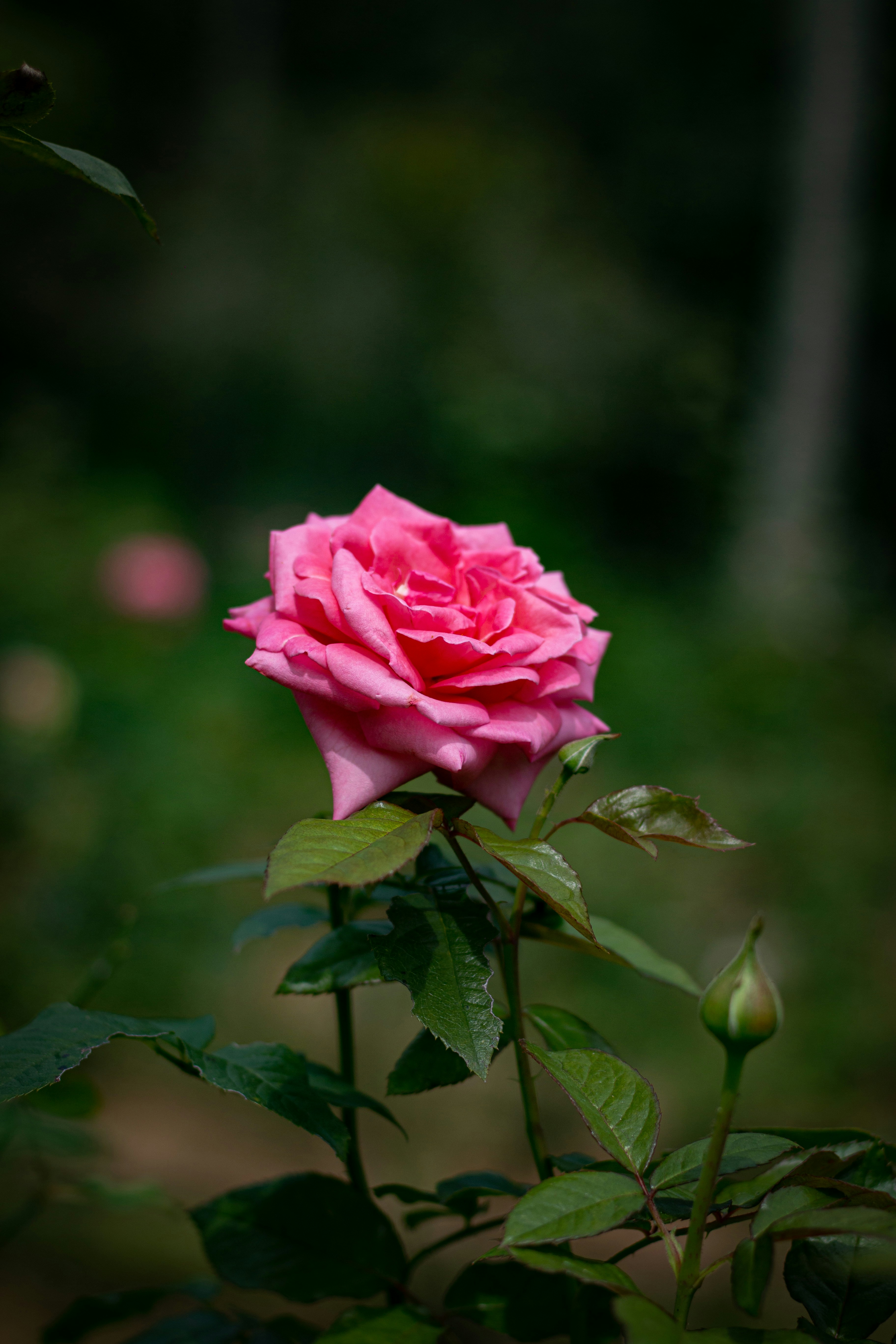 Photo by chathuraanuradha