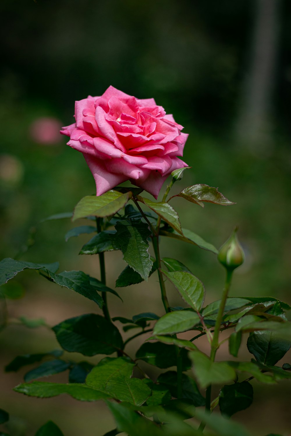 a pink rose is blooming in a garden