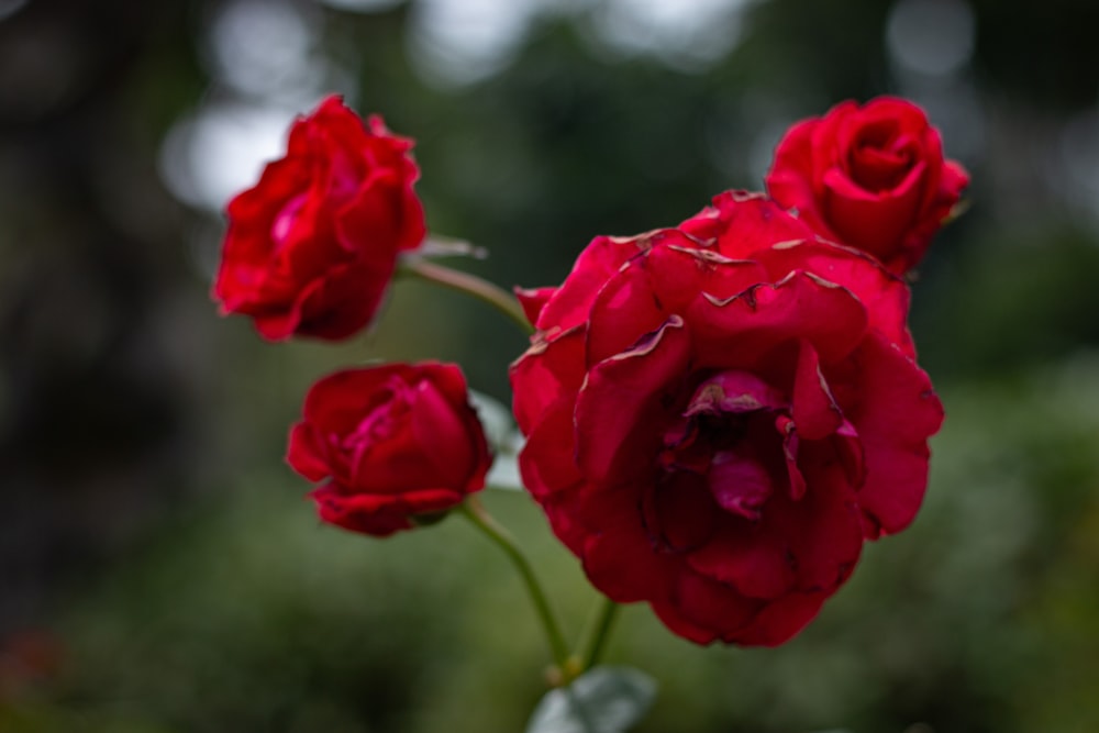 a close up of three red roses in a vase
