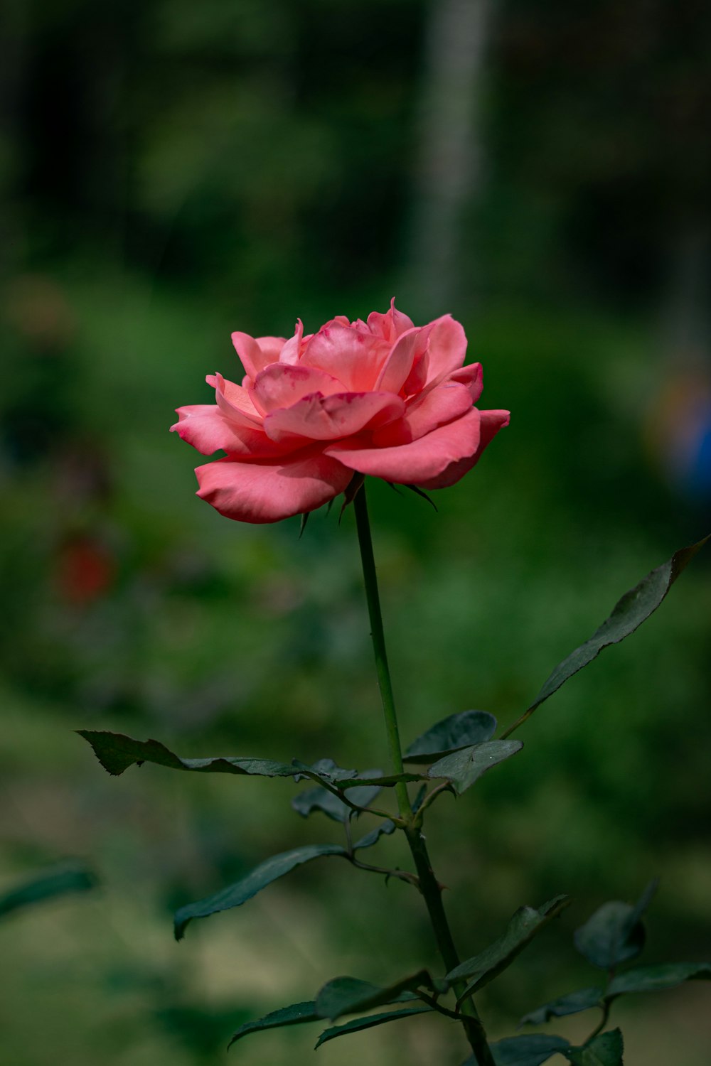 a single pink rose is blooming in a garden