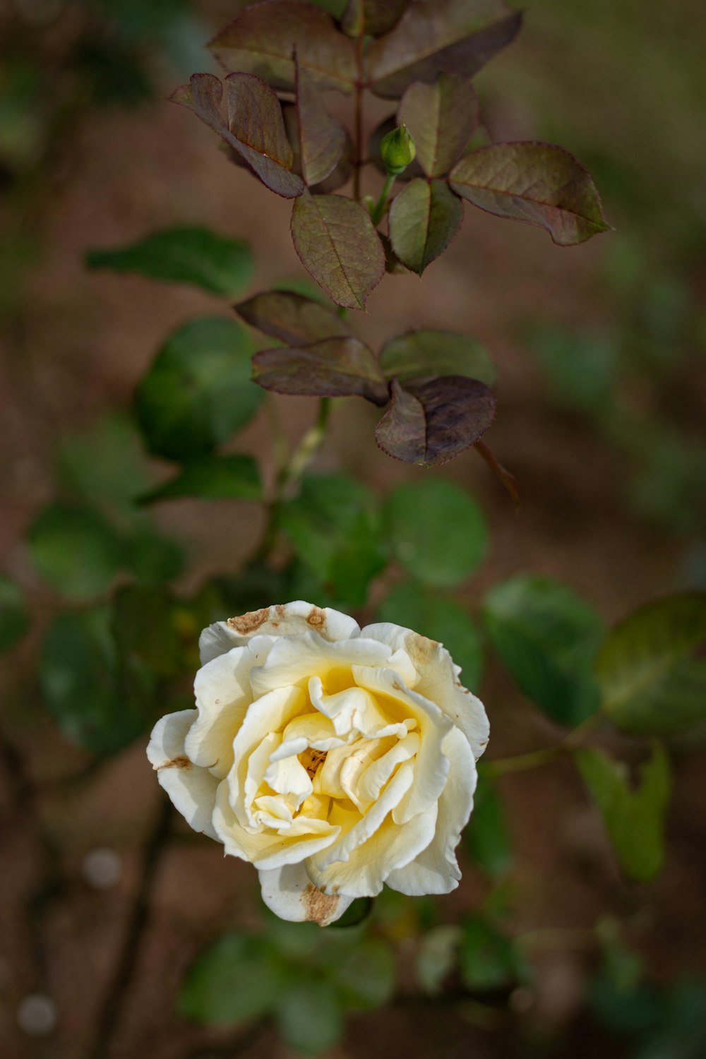 a white and yellow rose with green leaves