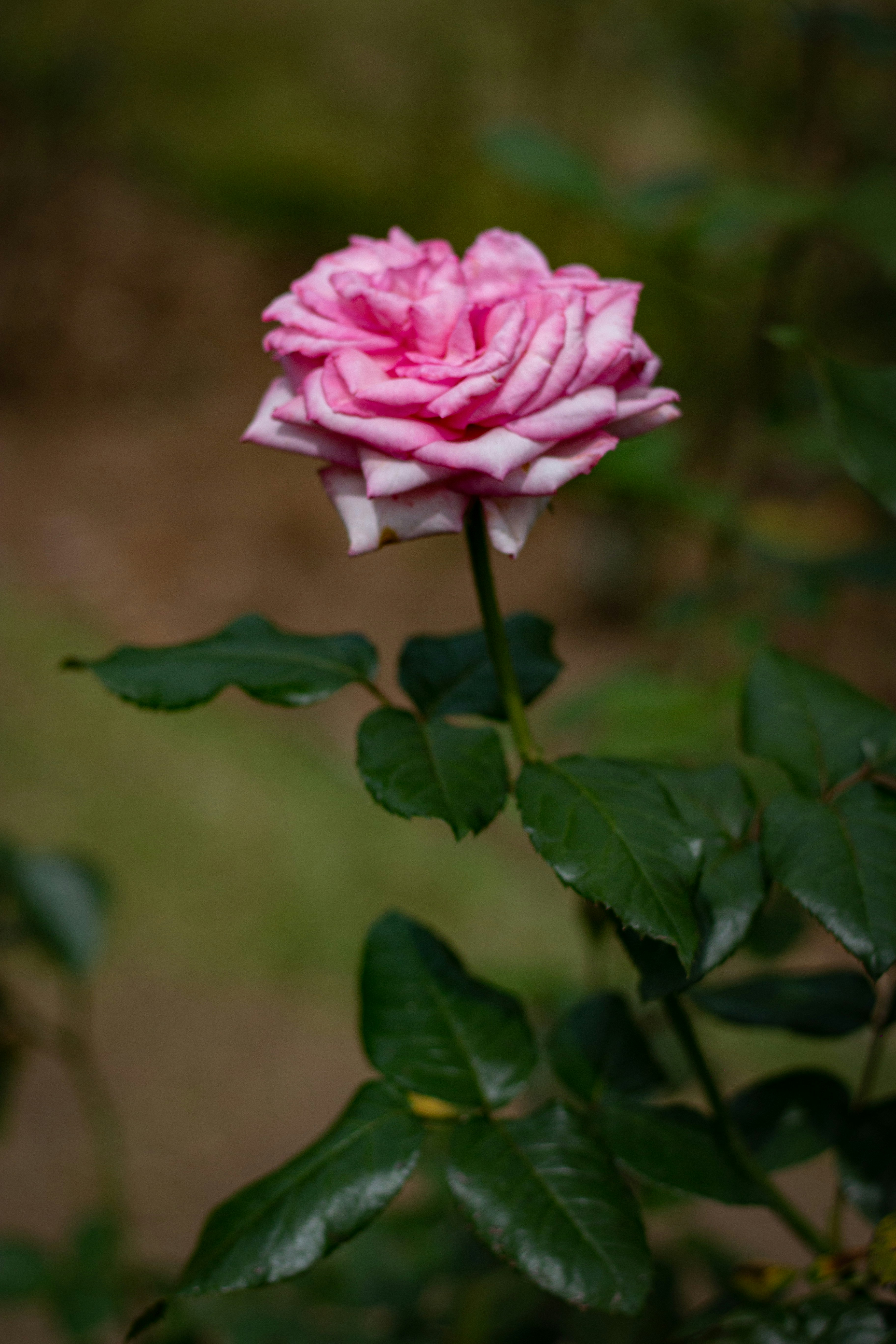 Photo by chathuraanuradha