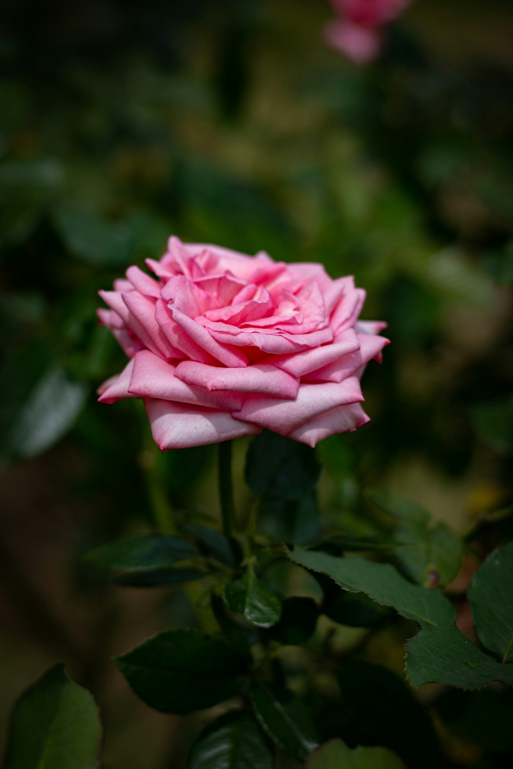 a pink rose is blooming in a garden