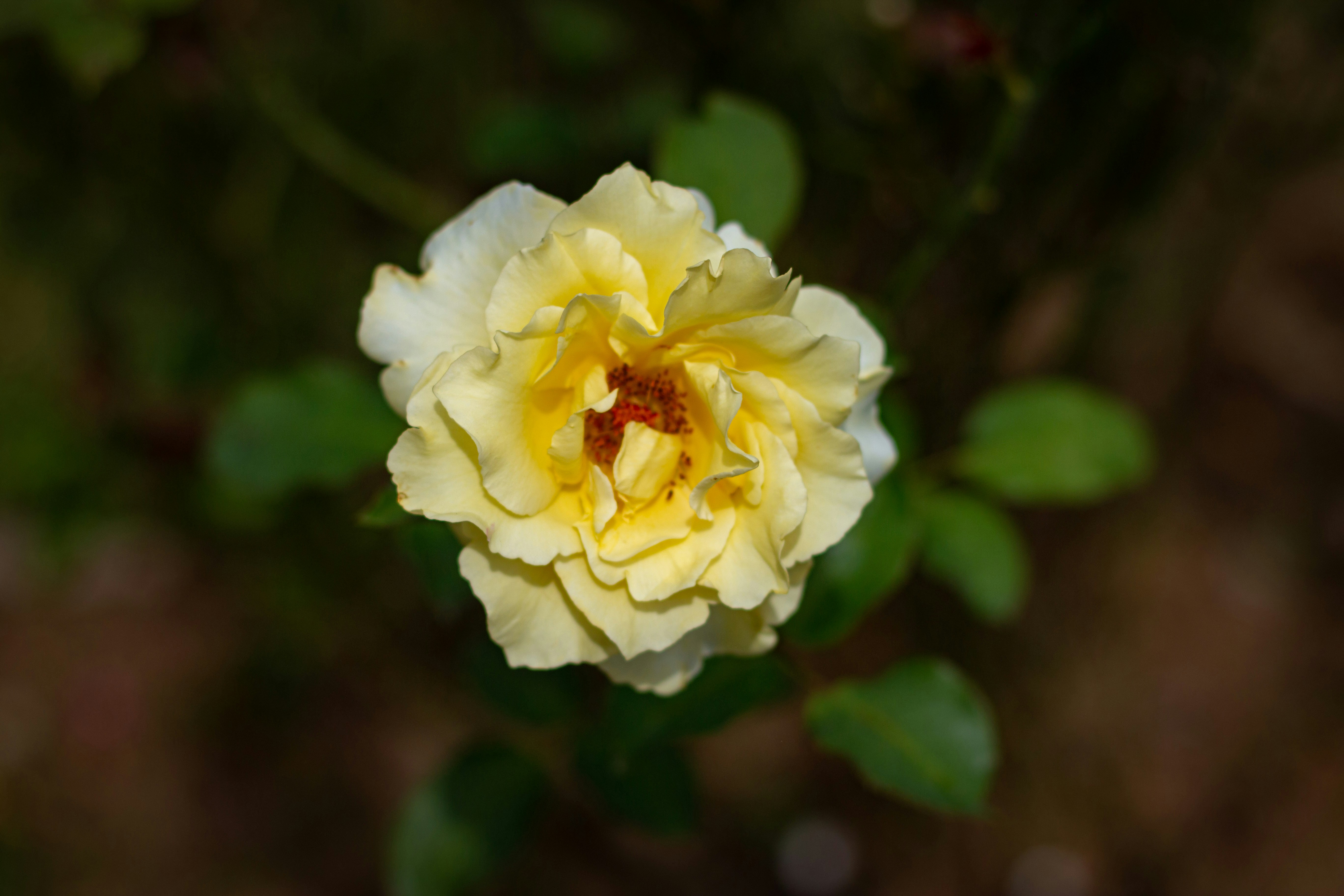 Photo by chathuraanuradha