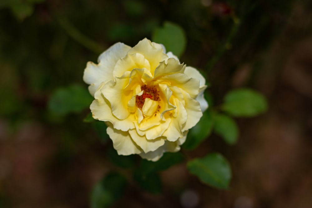 a yellow and white flower with green leaves
