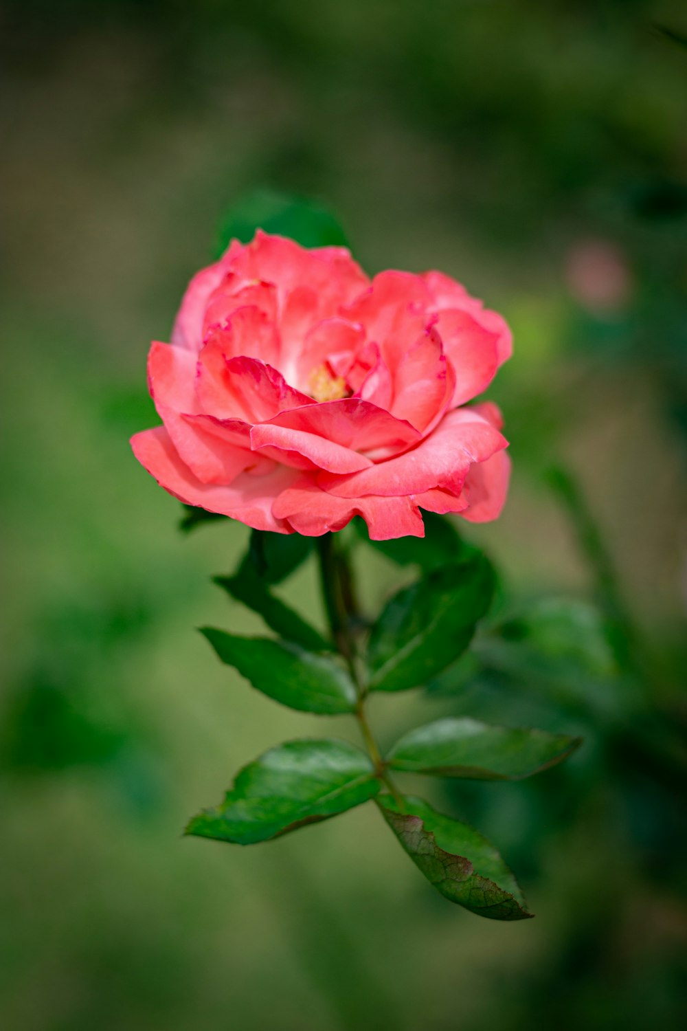 a single pink flower with green leaves