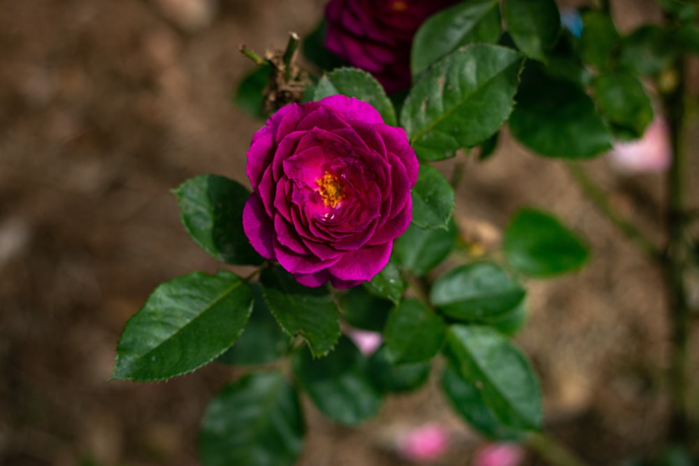 a close up of a pink flower with green leaves