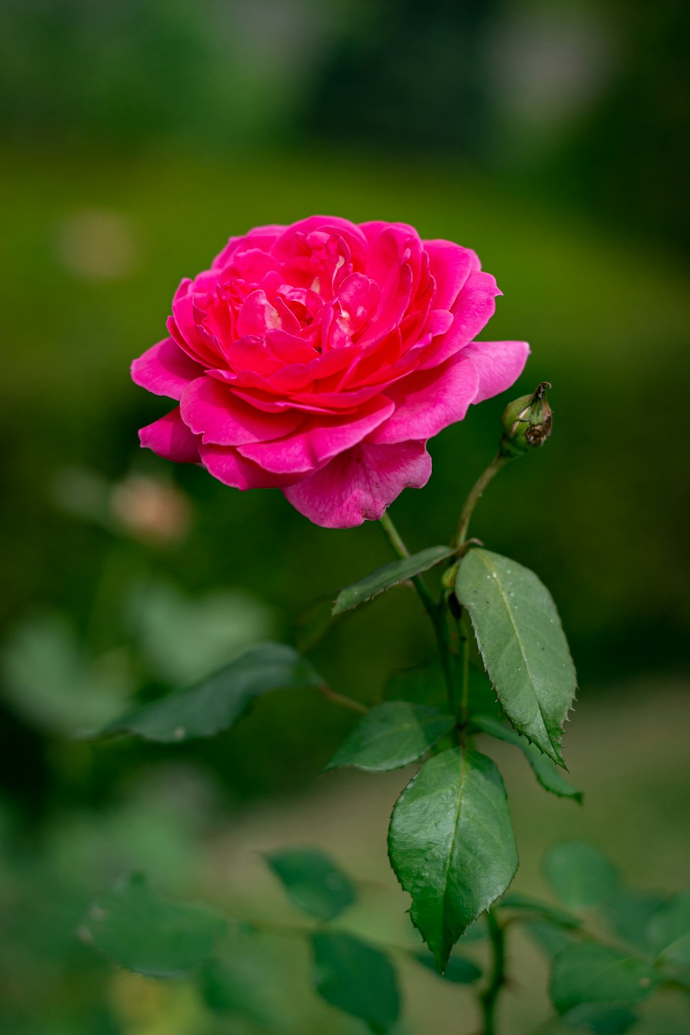 a pink rose with green leaves in the foreground