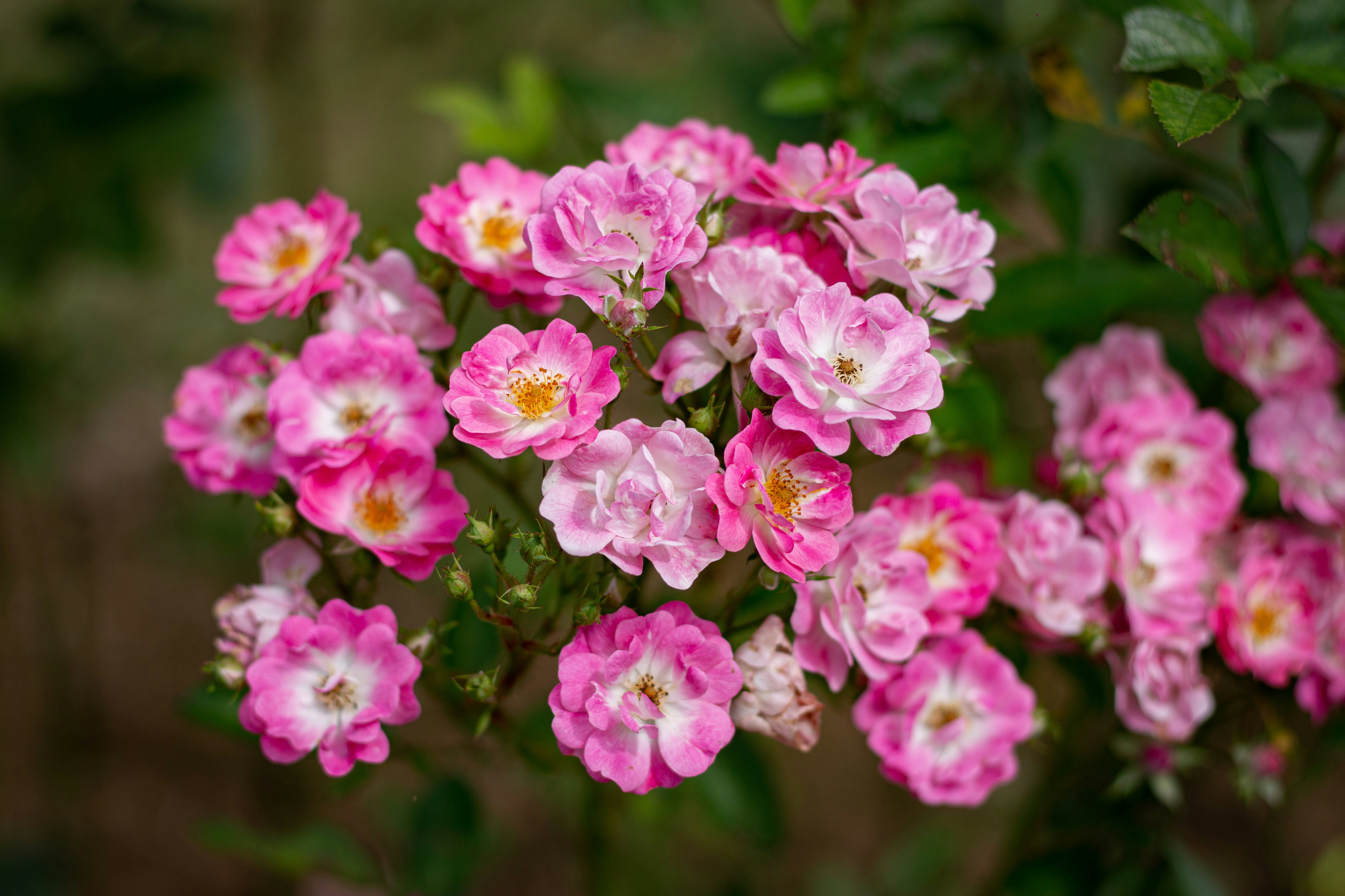 Photo by chathuraanuradha