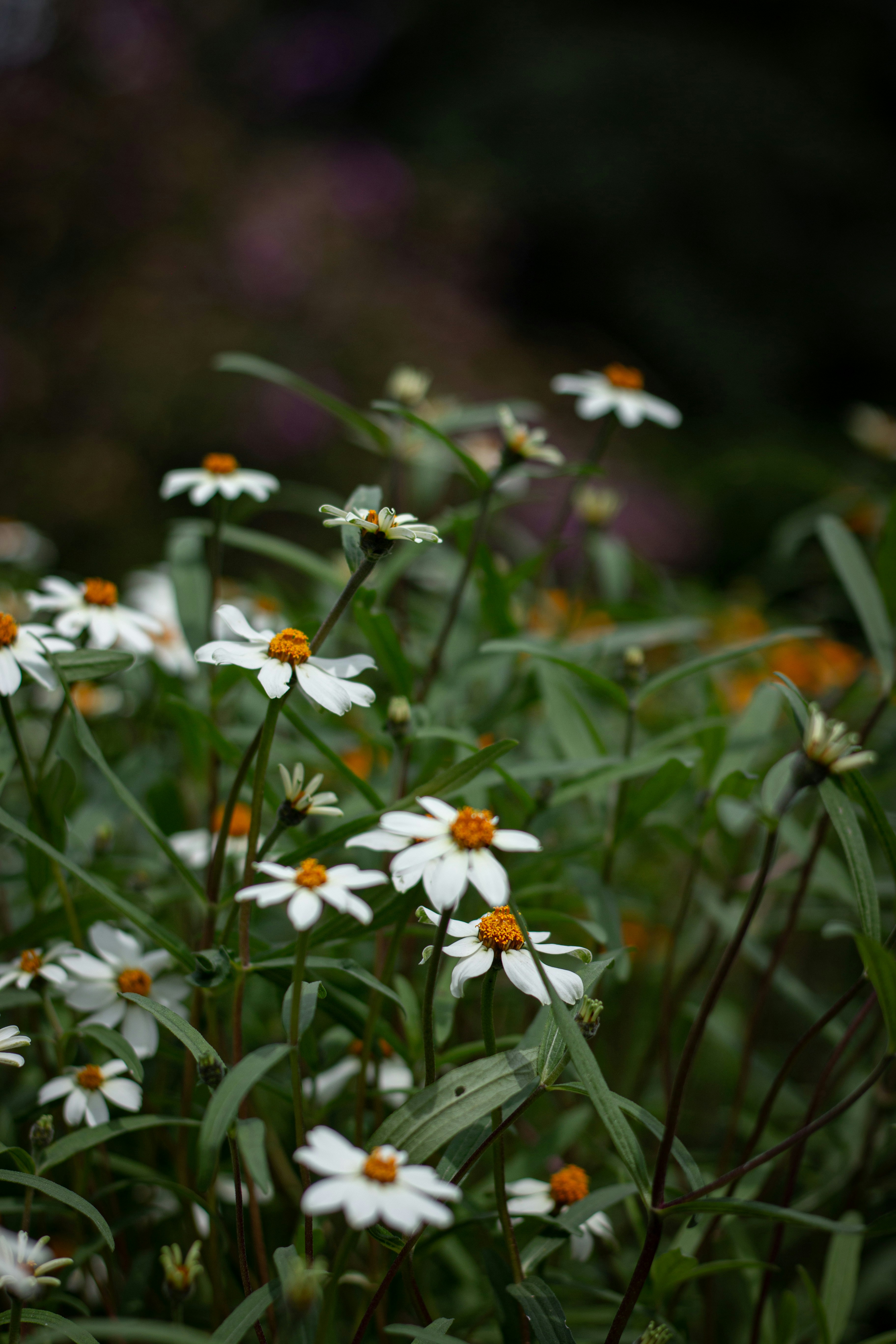 Photo by chathuraanuradha