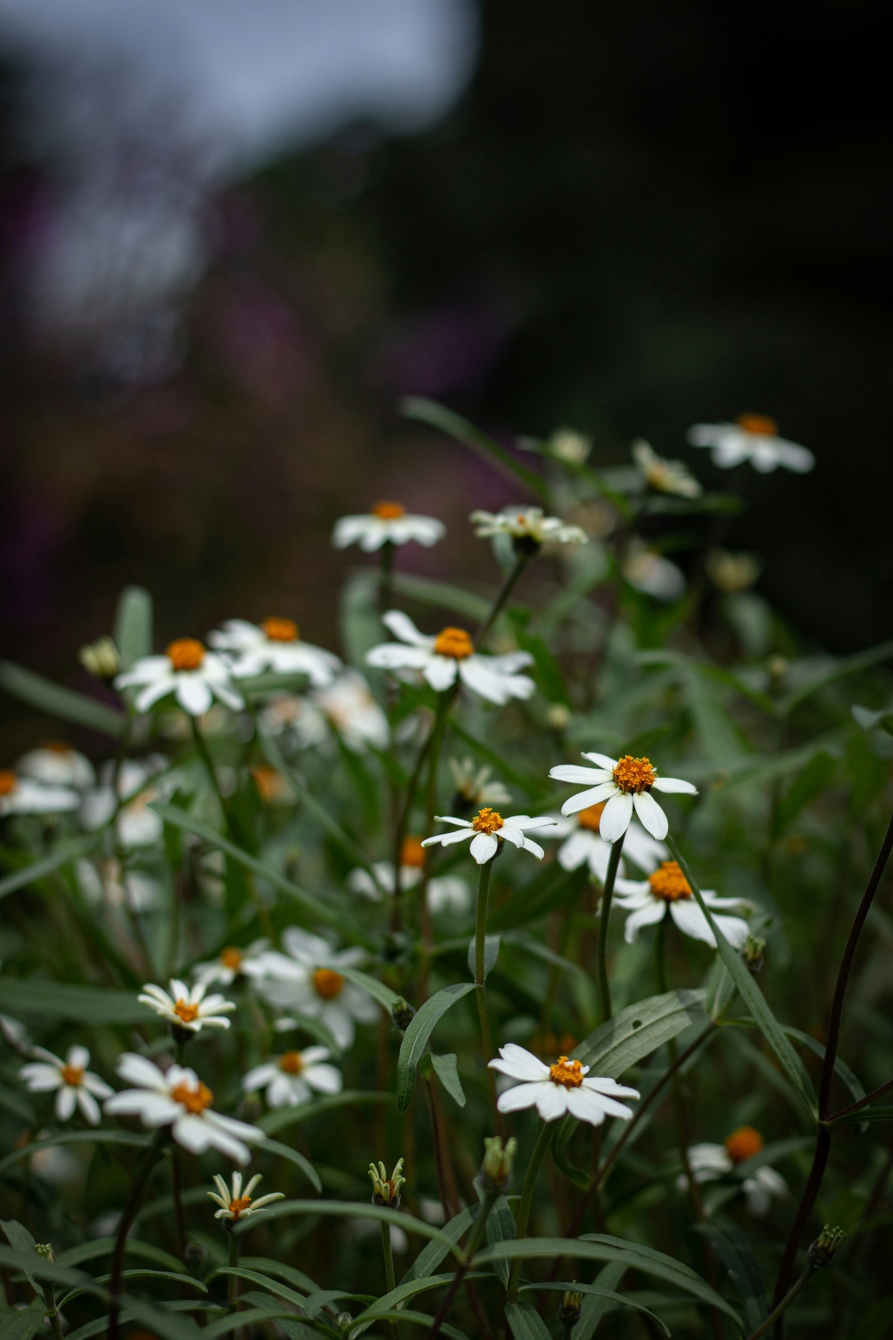 Photo by chathuraanuradha