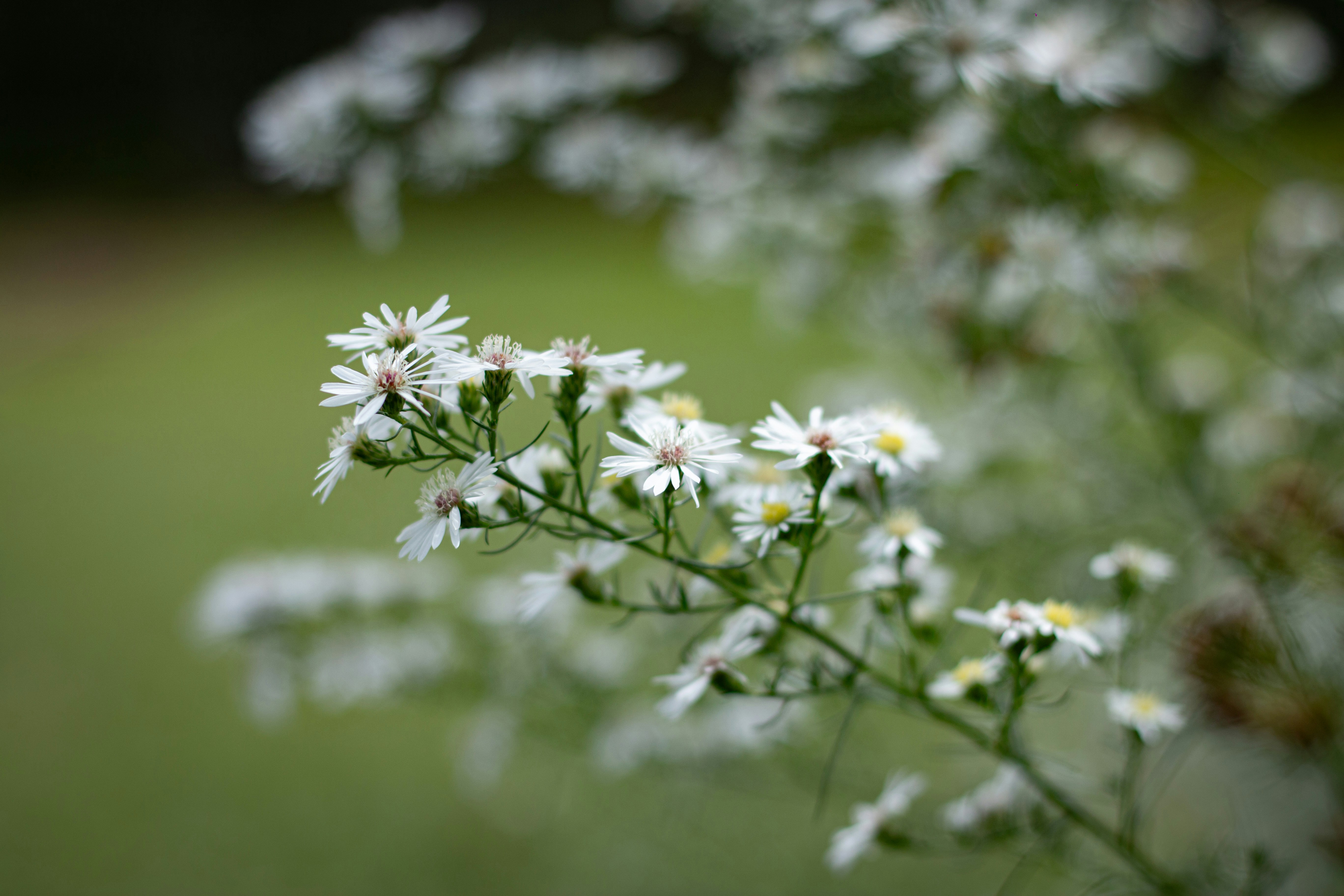 Photo by chathuraanuradha