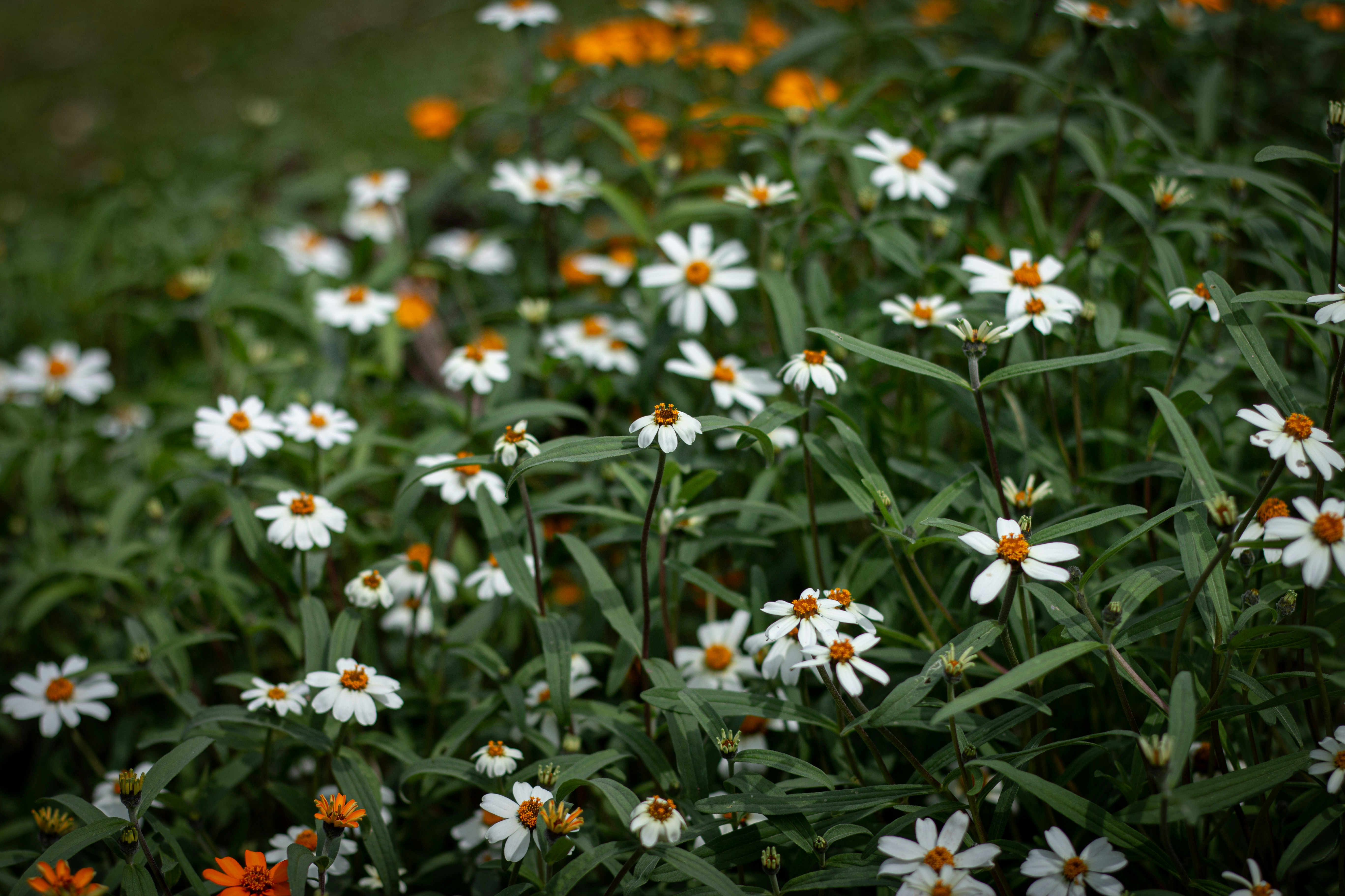 Photo by chathuraanuradha