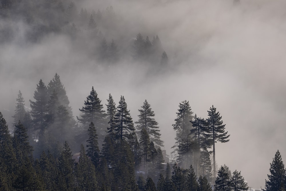 a foggy forest with trees in the foreground