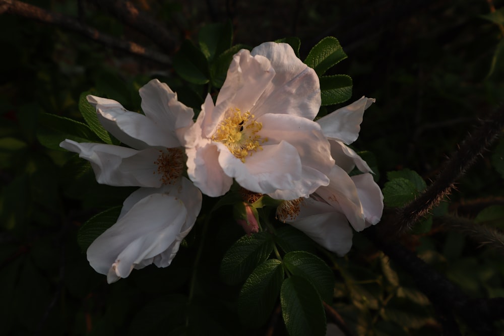 a close up of a white flower on a tree