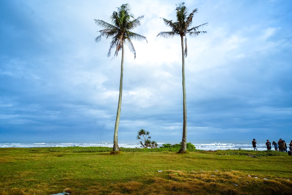 a couple of palm trees sitting on top of a lush green field