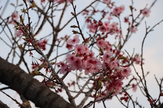 a tree with pink flowers in the foreground