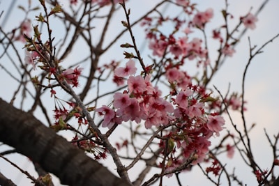 a tree with pink flowers in the foreground