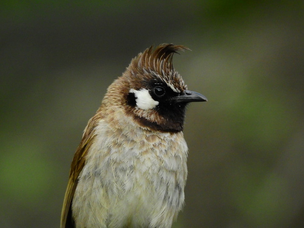 a brown and white bird sitting on top of a tree branch