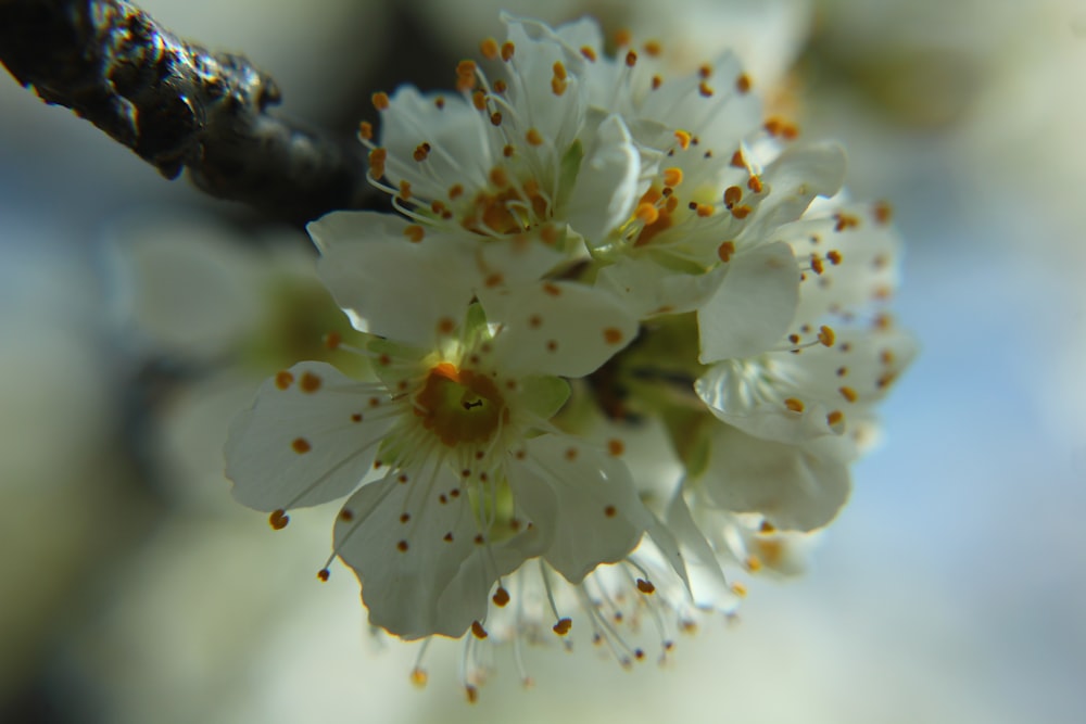 a close up of a flower on a tree branch