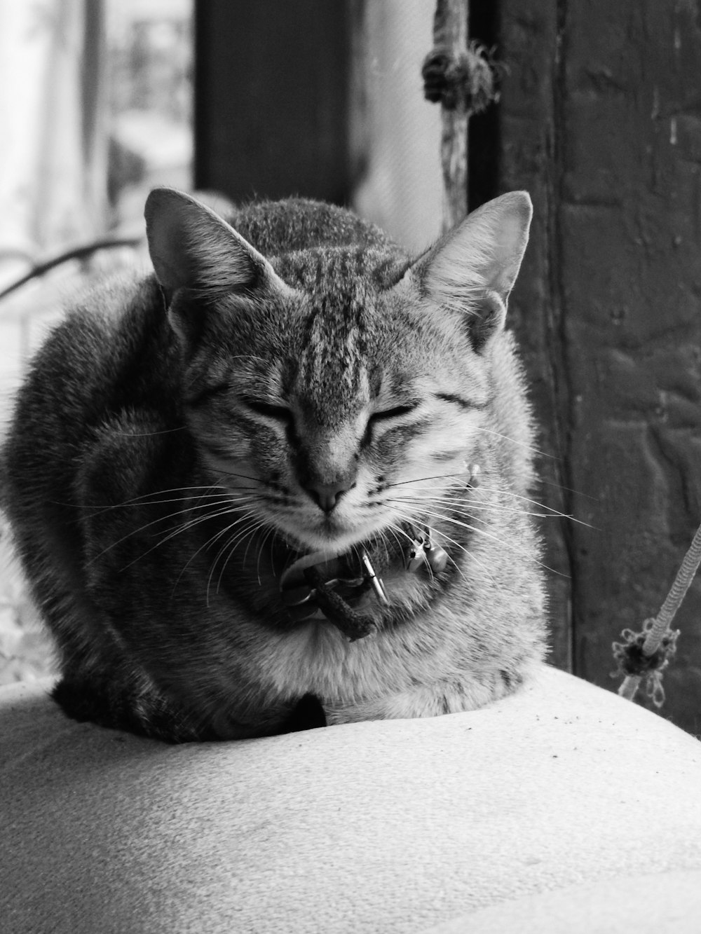 a black and white photo of a cat sleeping