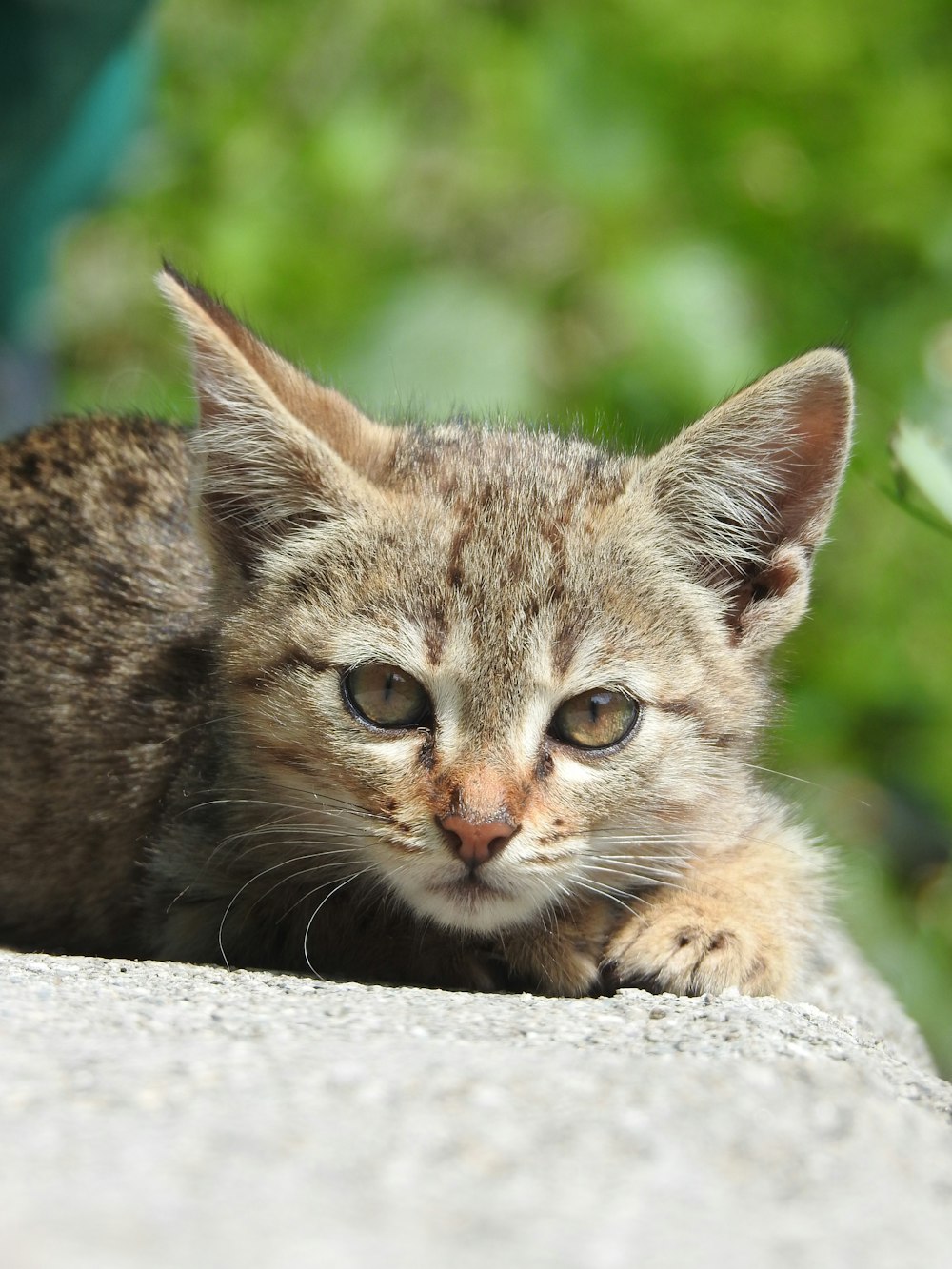 a small kitten laying on top of a rock