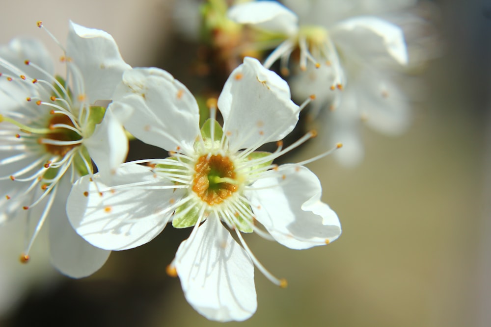 a close up of a white flower with yellow stamen