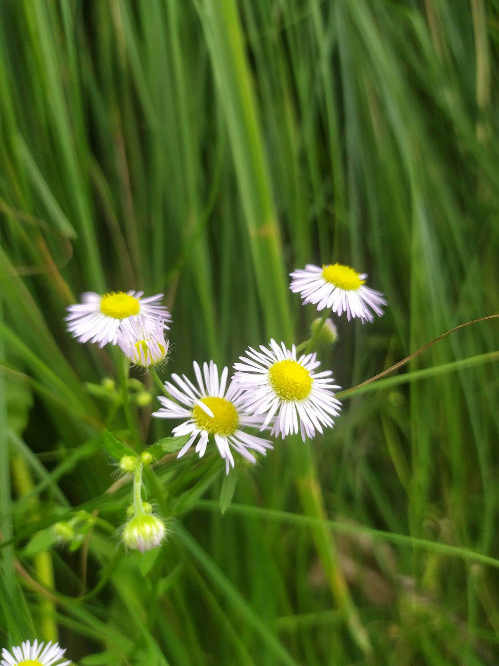 a group of daisies in a field of green grass