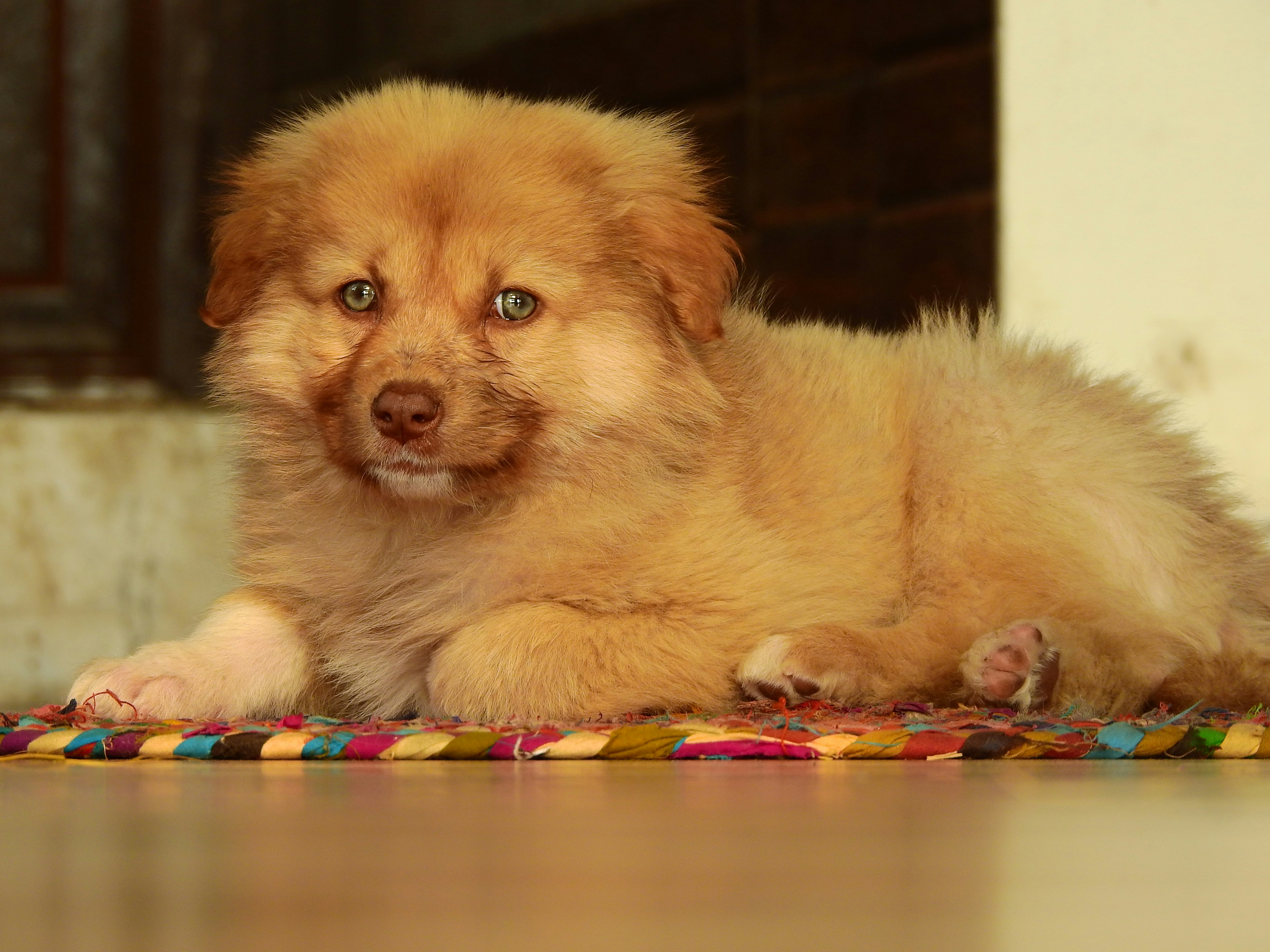 A small brown dog laying on top of a rug photo – Free Puppy Image on ...