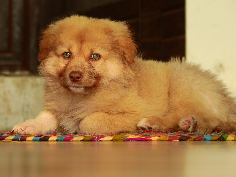 a small brown dog laying on top of a rug