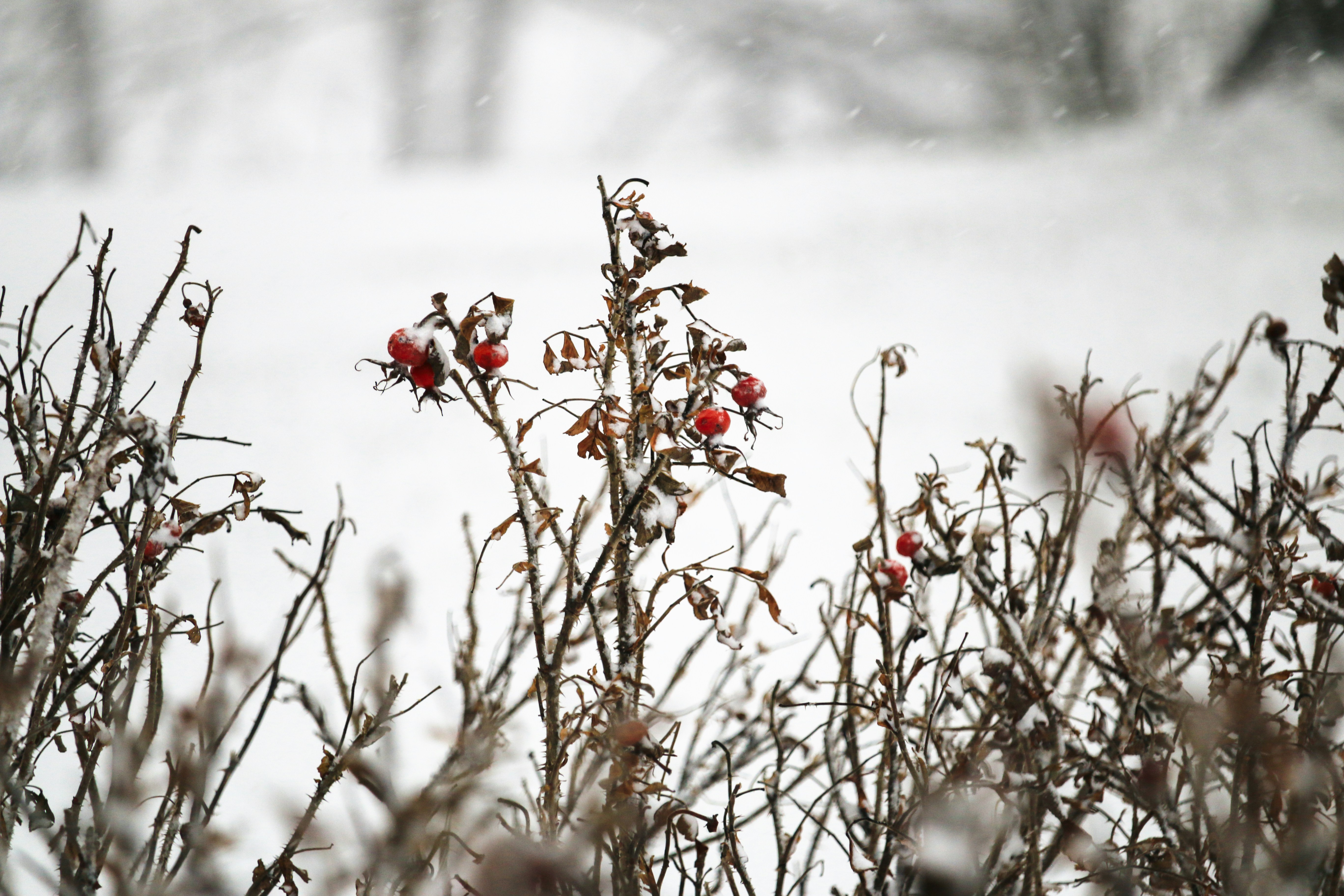 a bush with red berries in the snow