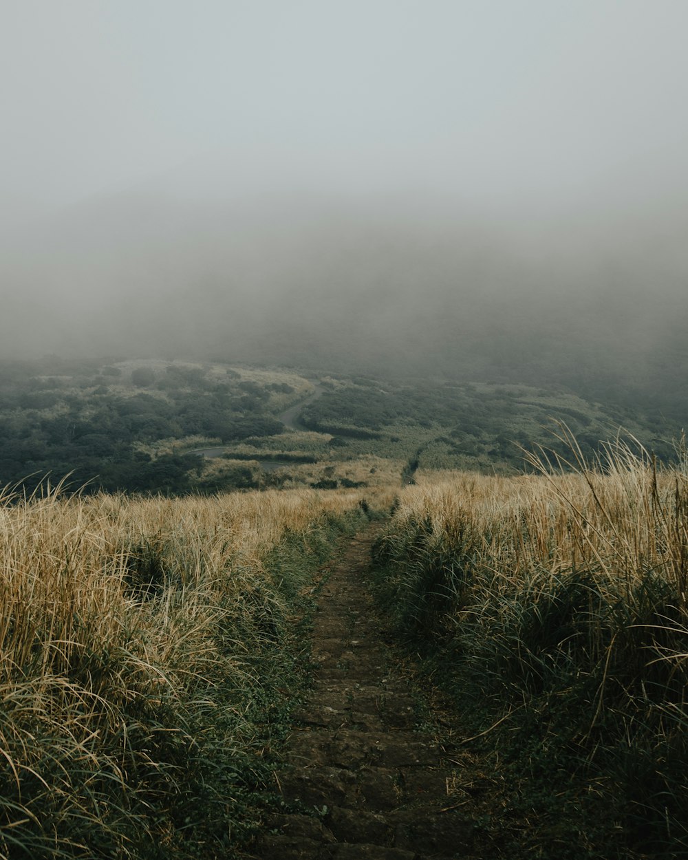a foggy field with a dirt path leading to a grassy hill
