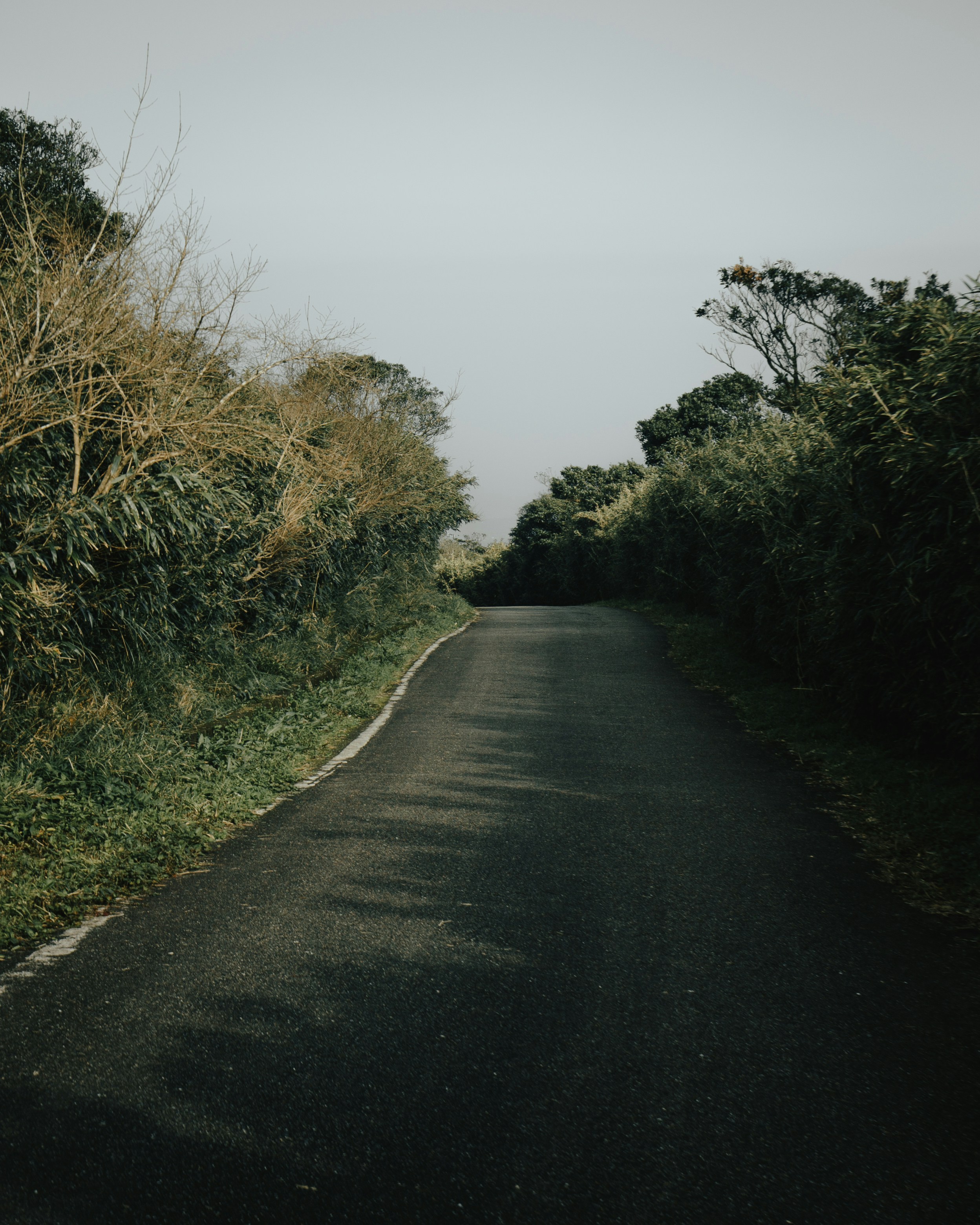 an empty road surrounded by trees and bushes