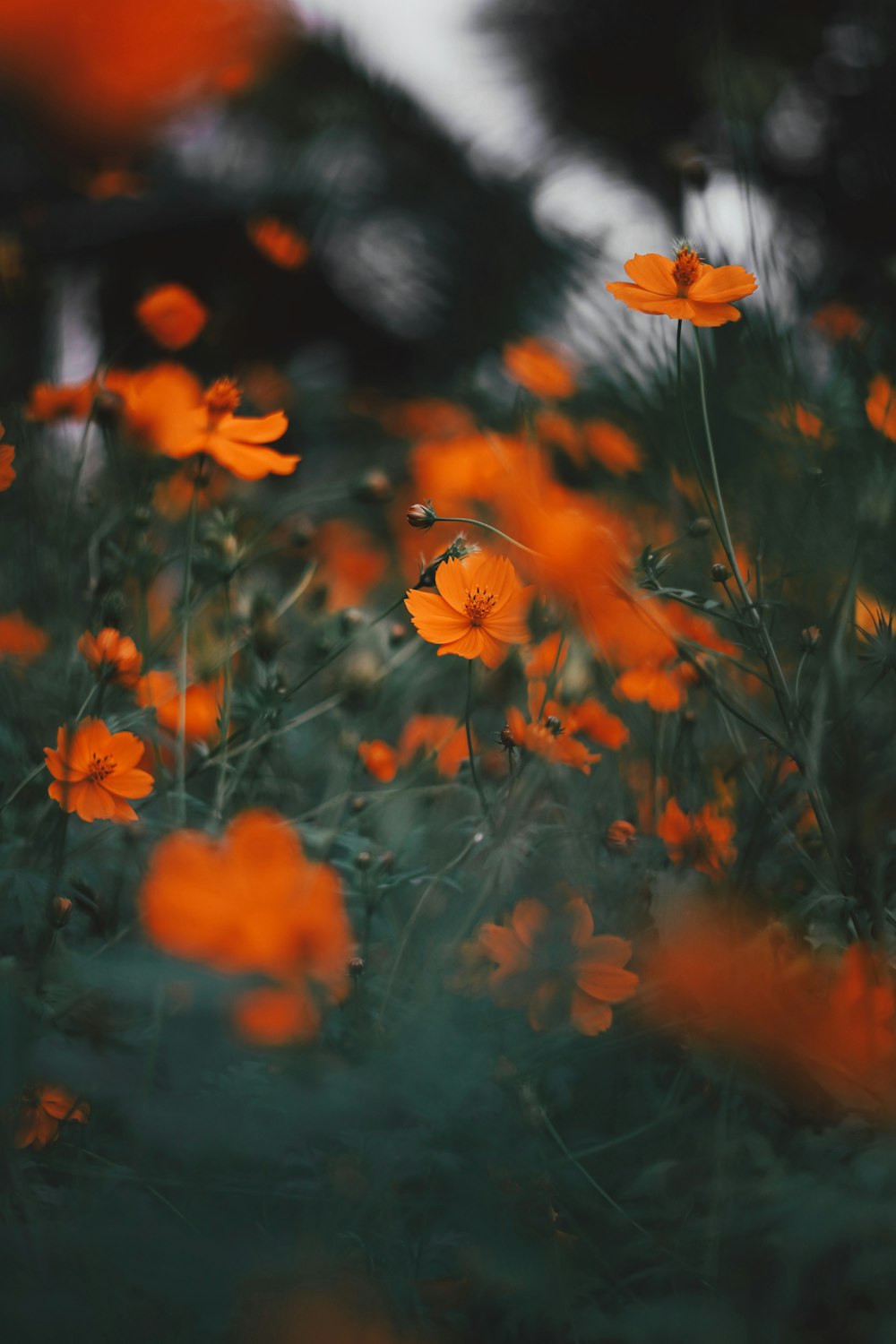a field full of orange flowers with trees in the background