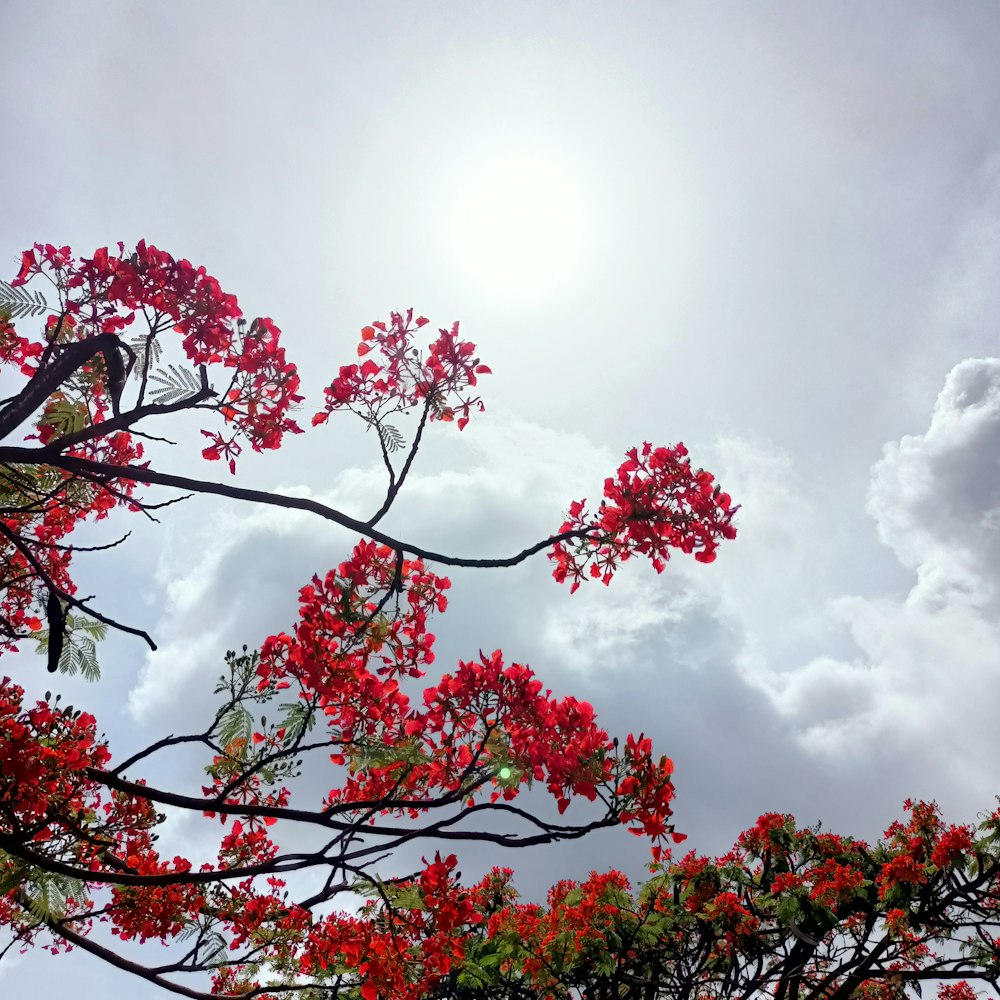 a tree branch with red flowers in front of a cloudy sky