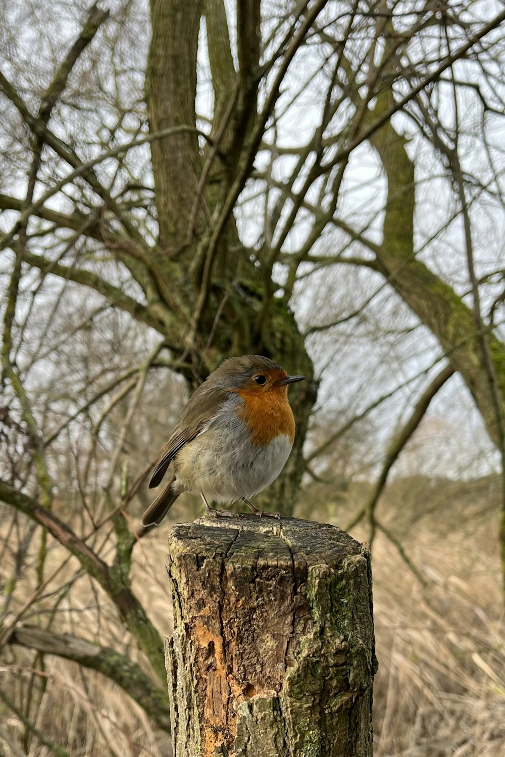 a small bird perched on top of a tree stump