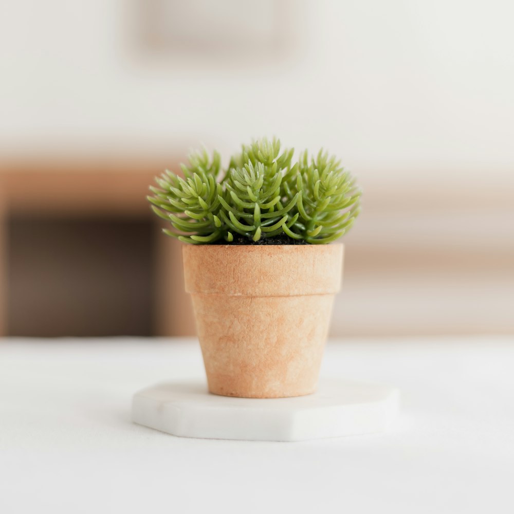 una piccola pianta in vaso seduta sopra un tavolo