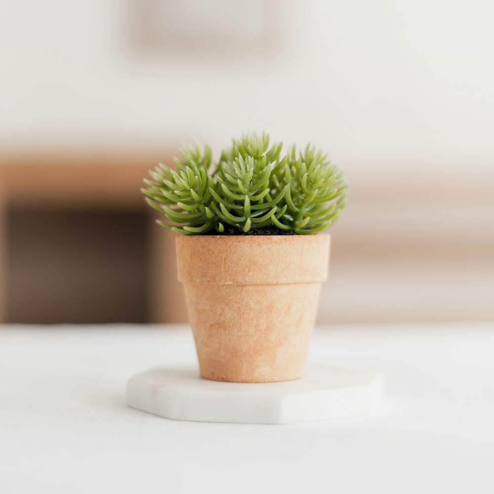 a small potted plant sitting on top of a table