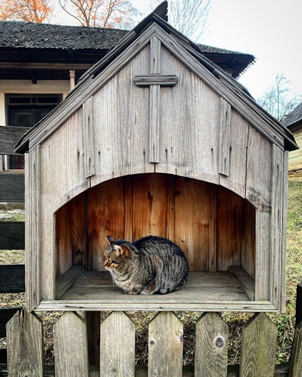 A tabby cat sits contentedly inside a small, rustic wooden shelter that resembles a tiny house or birdhouse. The wooden structure features a pointed roof and sits atop a picket fence. In the background, an old wooden building with a shingled roof is partially visible, and bare trees rise against a pale sky.