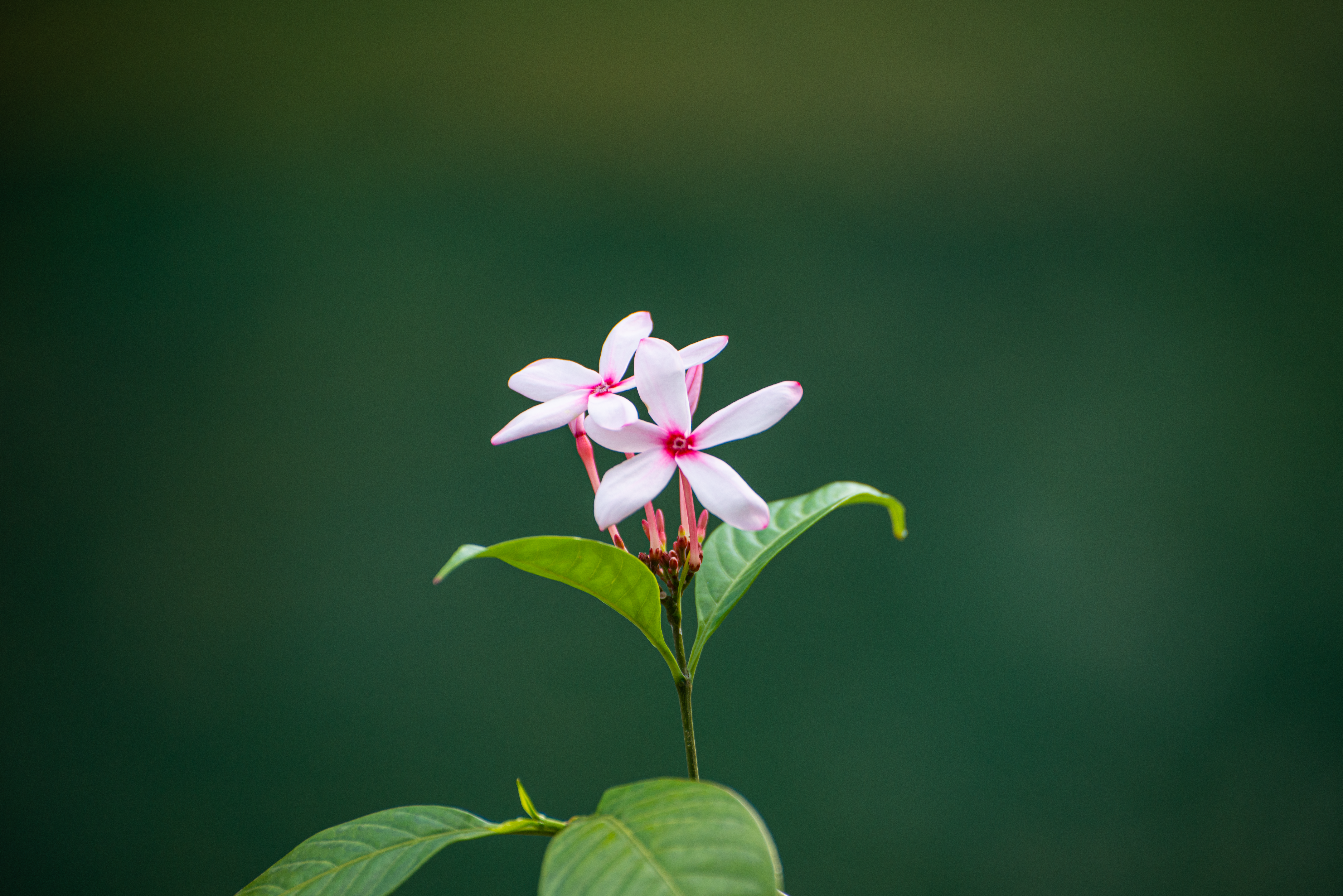 Photo by smithclukas