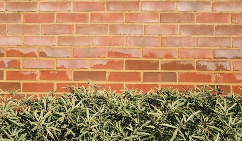 A red brick wall forms the background, with a neat row of green shrubs at the bottom. The bricks have a textured appearance, with varying shades of red and some light weathering visible.