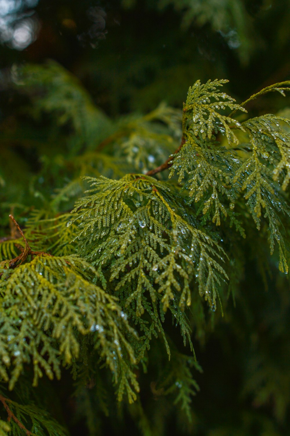 a close up of a tree branch with water droplets on it