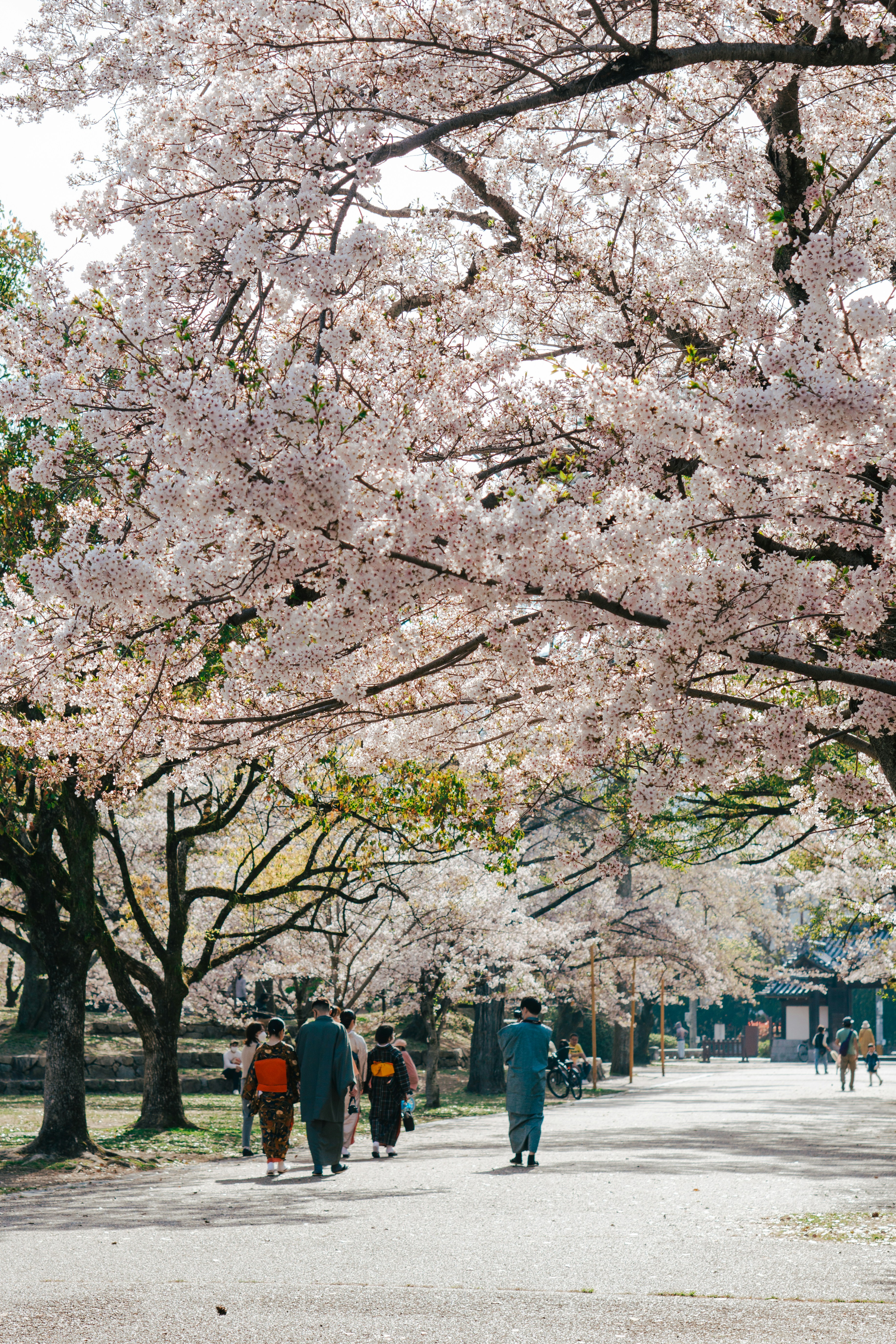 Photo by dianainjapan