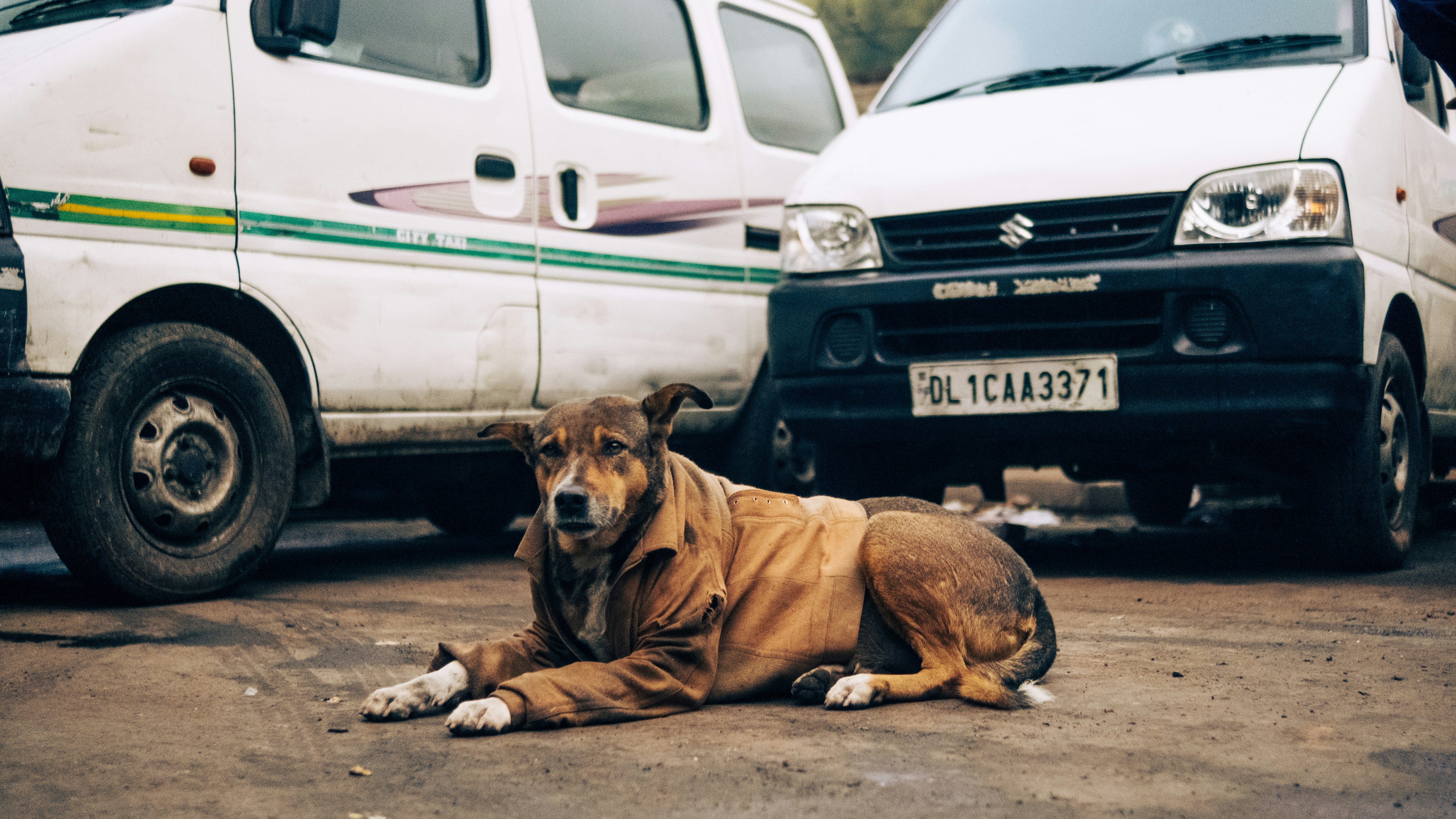 Lo que no se ve: tras bambalinas de la adopción y el voluntariado animal