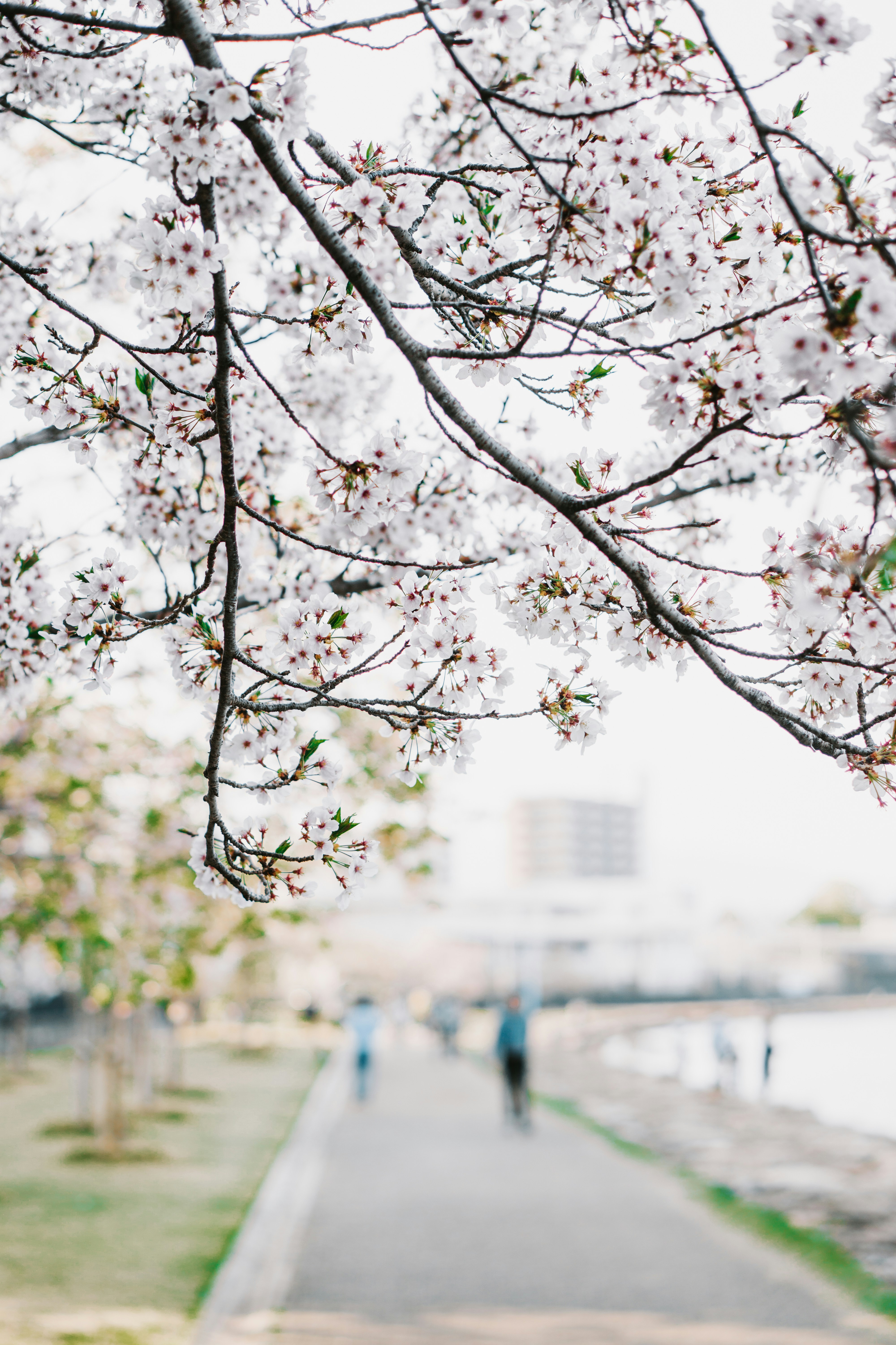 Photo by dianainjapan