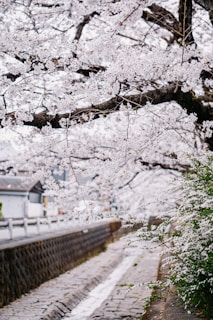 A wide shot of the film’s outdoor set, with cherry blossoms arching over a rustic wooden bridge.
