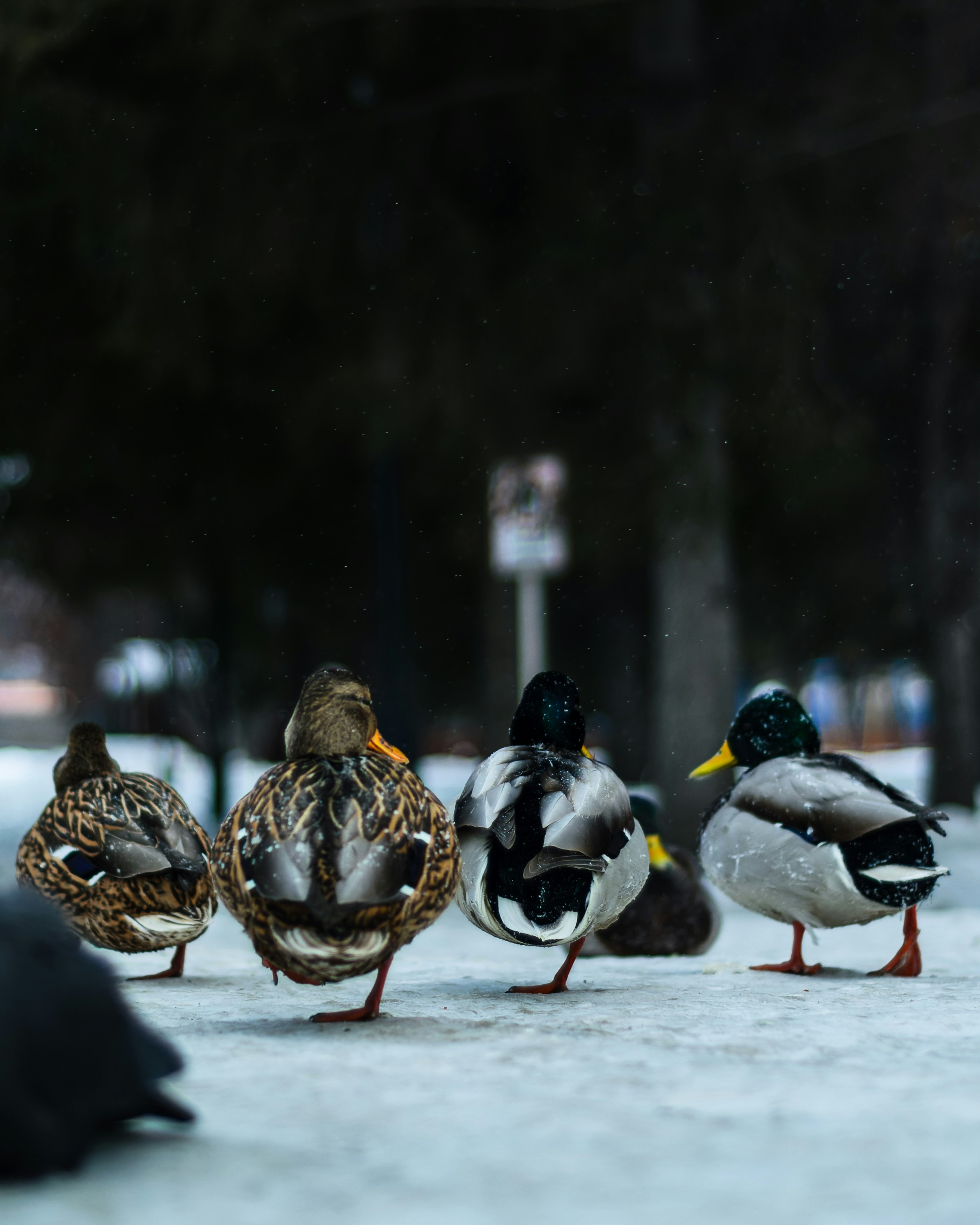 Photo by litvinov